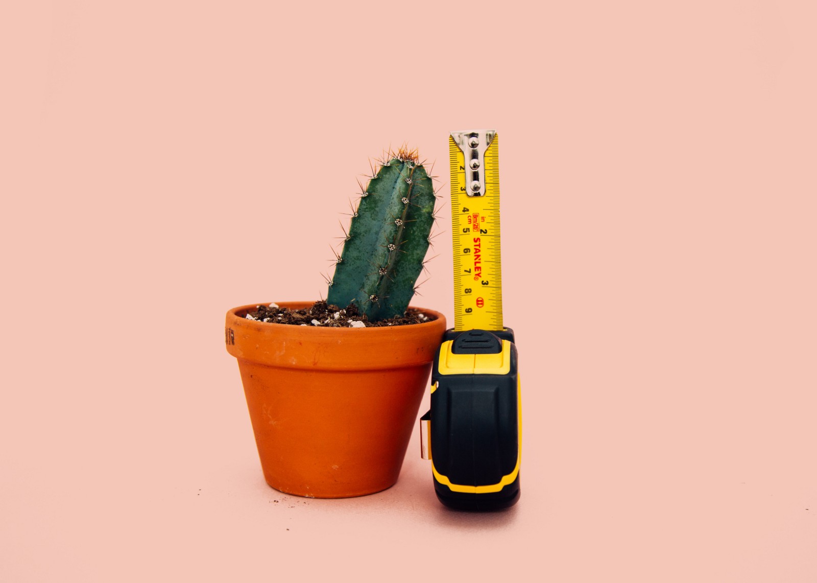 measuring a cactus