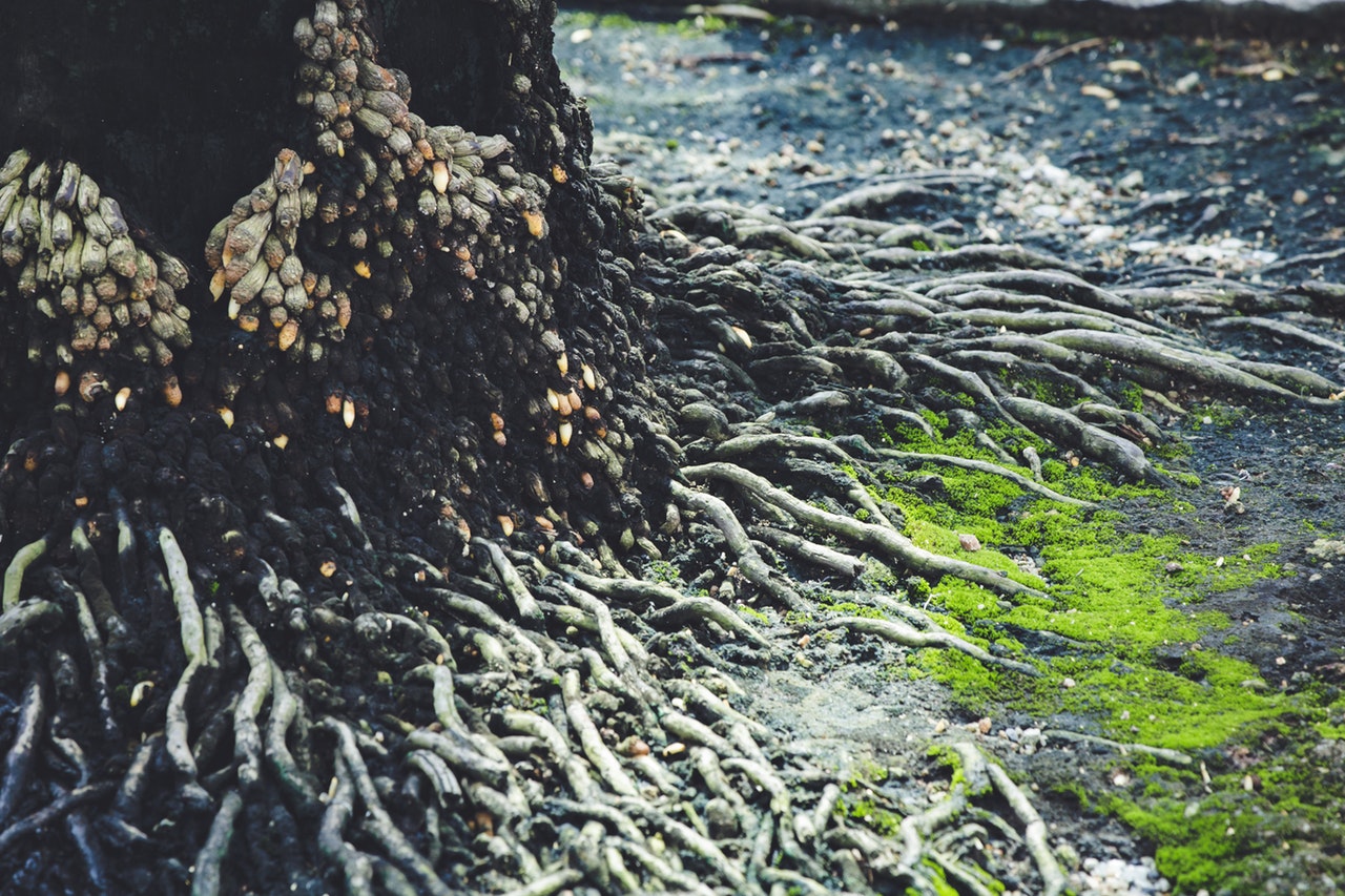 Despark digs deep - roots of a tree image [Jimmy Chan - Pexels]