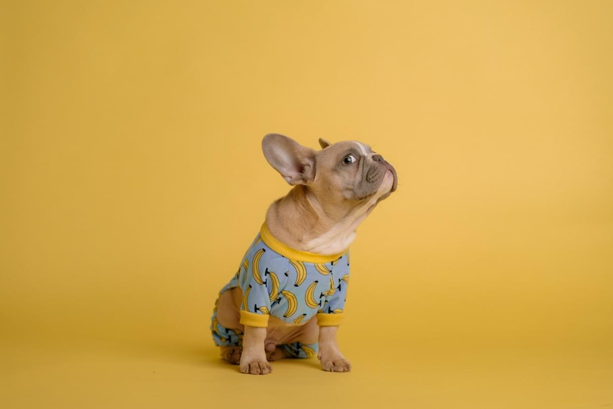 A brown french bulldog with a yellow and blue onesie against a yellow background